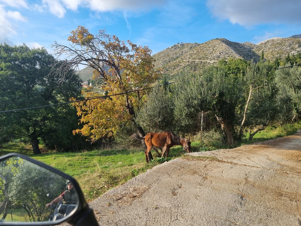 Horse in the Postranje village, ATV quad tour in Dubrovnik